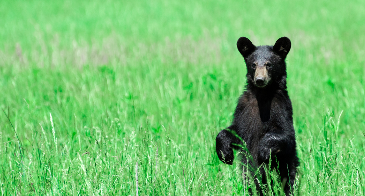 a black bear standing in a field of green grass